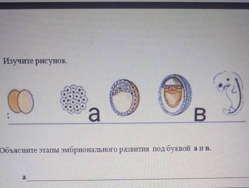 Объясните этапы эмбрионального развития по буквой а и в прям сейчас нужно ​