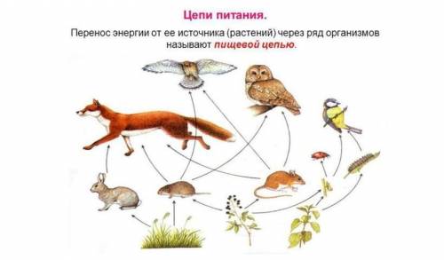 Составьте свою схему питания оп данному рисунку а)схема питания б)объясните роль продуцентов в цепи