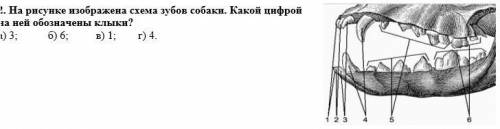 1. Особенностью хордовых, отличающей их от всех других групп животных, является наличие: а) кровенос