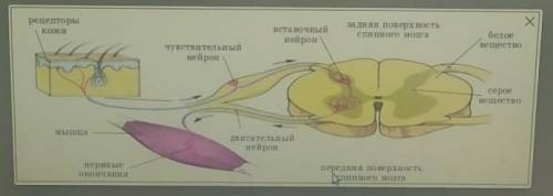 рассмотрите рисунок, определите регуляции функиций организма​