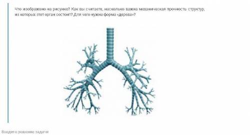 Знаю что это бронхи, но ответить на другие вопросы