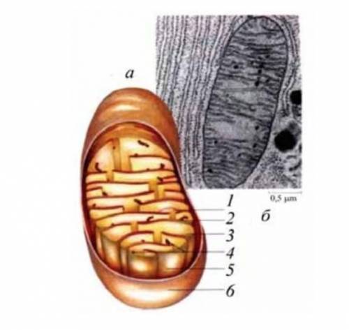 Какая органелла представлена на рисунке/микрофотографии? Какие функции в клетке она выполняет? Как в