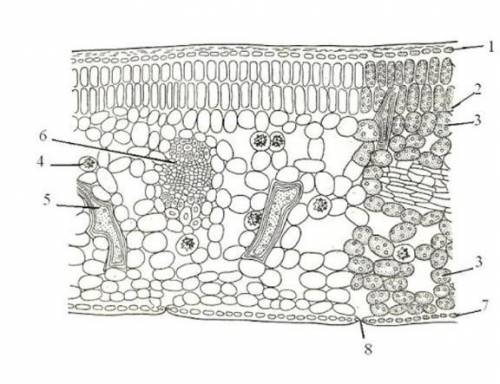 Какой орган листа подписан цифрой 8 на рисунке? Какую функцию он выполняет у растений? На какой стор