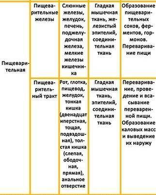 Жизненные функции организма человека таблица Заполнить таблицу