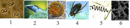 Какие организмы на фотографии – одноклеточные? 1 2 5 4 3 6