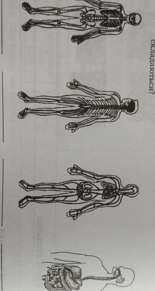 Які системи органів зображені на малюнку? З яких органів складаються ?