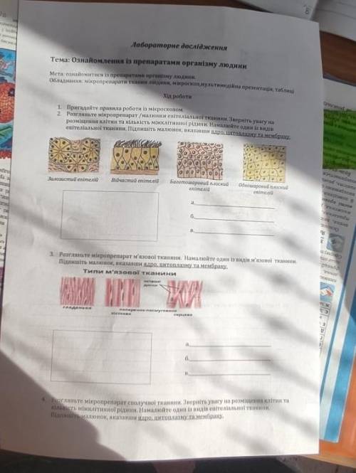 Лабораторне дослідження № 1 Ознайомлення з препаратами тканин людини