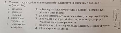 Установіть відповідність між структурами клітини та їх основними функціями (одна зайва)