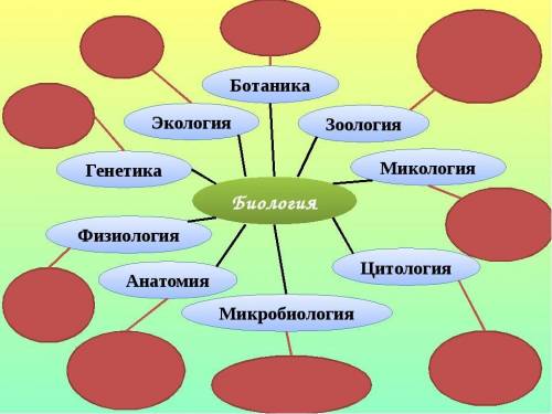 Кластер по теме Териология Урок; Биологии​