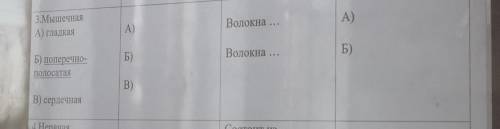 3.мышечная 1.столб местоположение ткани в организме 2. столб особенности строеният3. столб функции