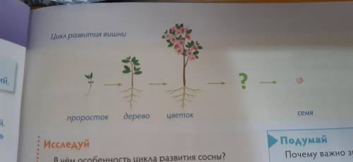 Найди ошибки. На рисунках изображены цикл развития яблони и вишни.Проверь правильно ли сделаны подпи