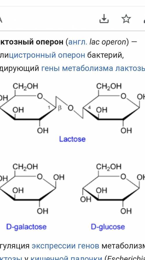 Одним из уровней регуляции лактозного оперона является регуляция белком-репрессором, который связыва