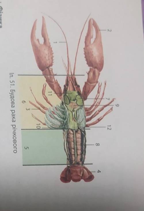 Розгляньте малюнок будови рака річкового (Іл 51). Заповніть таблицю, назвавши позначені частини тіла