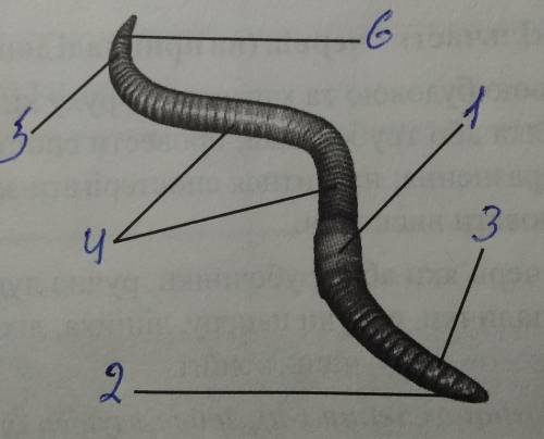 Зіставте вивченні структури зовнішньої будови черв'яка з малюнком