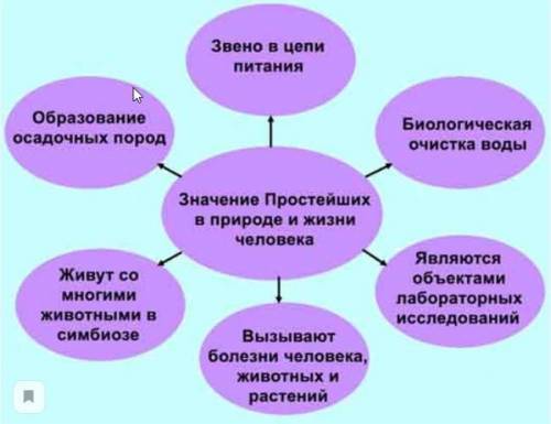 Несколько представителей типа инфузория и из значение в природе и в жизни велика