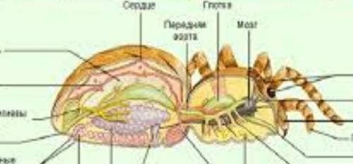 Где находится сердце паукообразных? Брюшная сторона головогруди Спинная сторона брюшка Спинная сторо