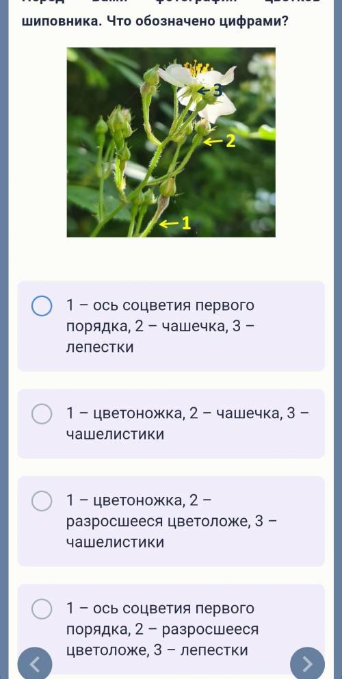 Перед Вами фотография цветков шиповника. Что обозначено цифрами?Заранее )))