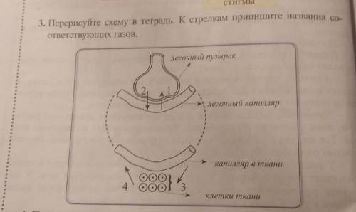 Перерисуйте схему в тетрадь. К стрелкам припишите названия соответствующих газов