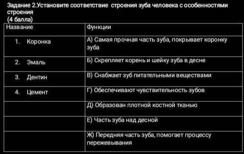 Установите соответствие строения зуба человека с особенностями строения название функции1. коронка2.