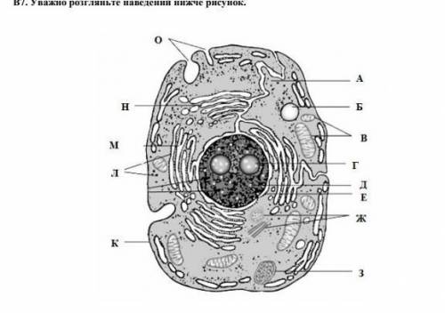 . Укажите, какими буквами на рисунке обозначены: 7.1.клитинну мембрану; 7.2. цитоплазму; 7.3. ядро;