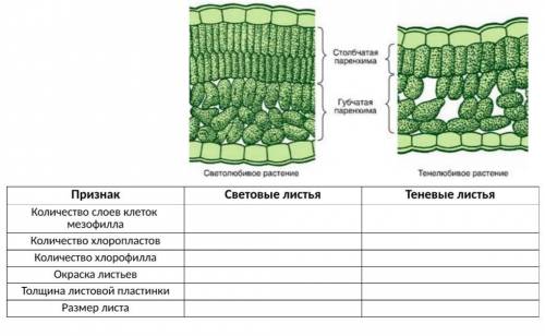 Заполните таблицу. Тема: световые и теневые листья