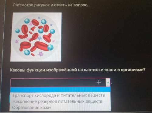 Рассмотри рисунок и ответы на вопрос. Каковы функции изображённой на картинке ткани в организме?