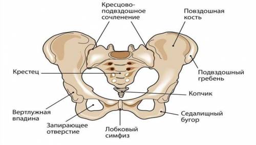 Строение таза, надо указать что где по циферкам