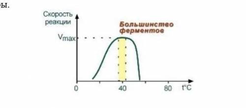 На рисунке представлен график зависимости активности ферментов от температуры. Используя рисунок, об