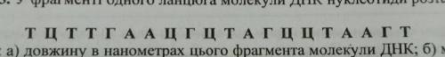 У фрагменті одного ланцюга молекули ДНК нуклеотиди розташовані у такій послідовності визначити : а)