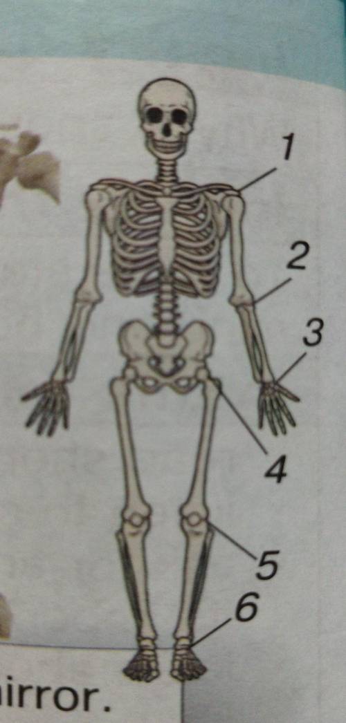 Look at the words in the cloud and label the skeleton1___ 2___ 3___ 4___ 5___ 6___