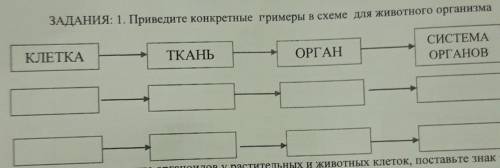 Привидите конкретныц гримеры в схеме для животного организма