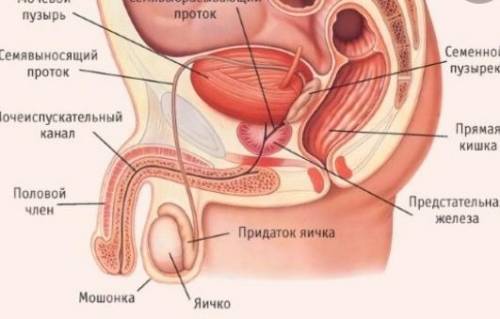 Из чего состоит внутренние расположения органа члена?Биология 8 класс