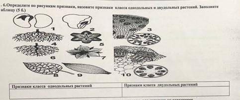 Определите по рисункам признаки, назовите признаки класса одннодольных и двудольных растений. заполн