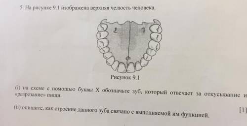 5. На рисунке 9.1 изображена верхняя челюсть человека. Рисунок 9.1 (і) на схеме с буквы X обозначьте