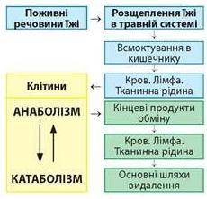 За до схеми та запропонованих запитань складіть окремі схеми обміну вуглеводів, ліпідів та білків в