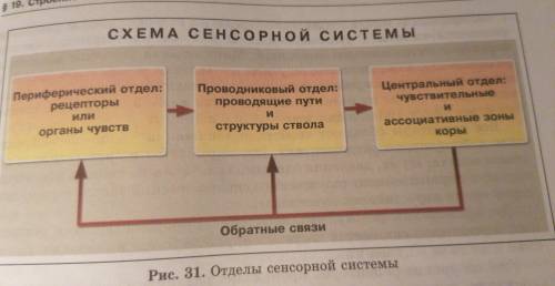 используя схему,представленную на фото составьте рассказ и на конкретном примере покажите функционир