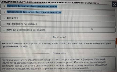 Иммунитет Определи правильную последовательность этапов механизма клеточного иммунитета. 1 фагоцитоз