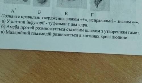 Позначте правильні твердження знаком «+», неправильні — знаком «-». а) У клітині інфузорії - туфельк