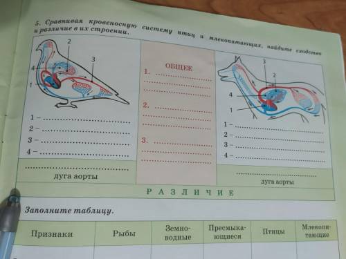 Сравнивая кровеносную систему птиц и млекопитающих, найдите сходство и различие в из строении. Задан