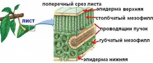 Какую часть листа называют мезоффилом и какого его строение?