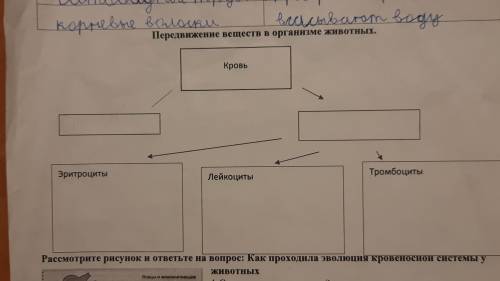 Передвижение веществ в организме животных