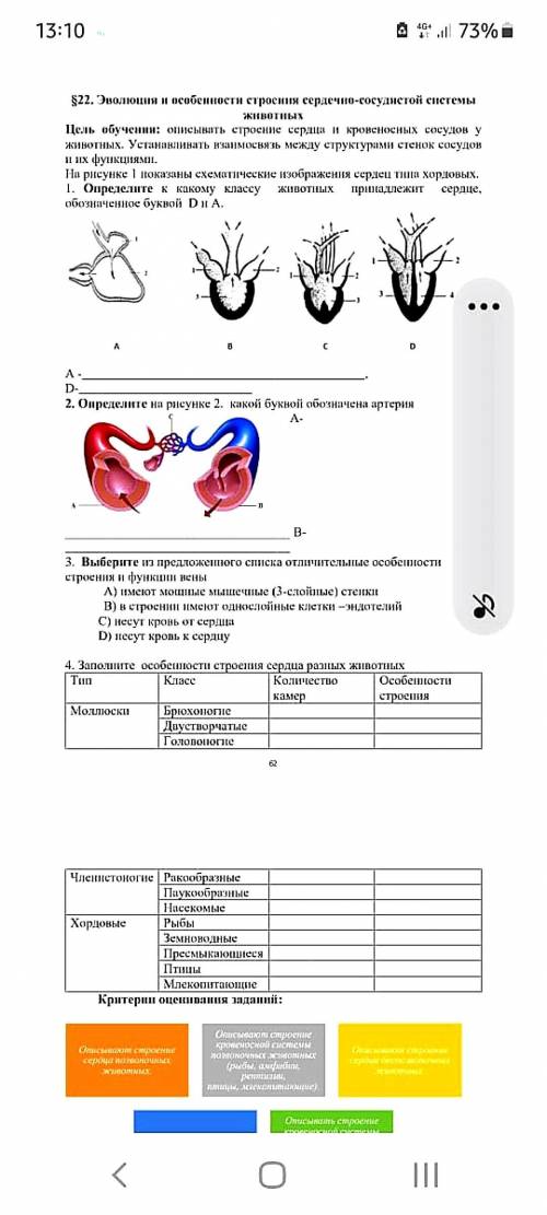 Определите какому классу животных принадлежит сердце обозначенное буквой D и A