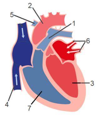 Установи верные названия сосудов и отделов сердца, отмеченных на рисунке цифрами: 1 2 3 4 5 6 7 Кака