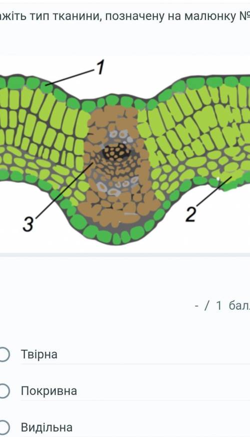 Вкажіть тип тканини, позначеній на малюнку номер3 1твірна2покривна3видільна4провідна