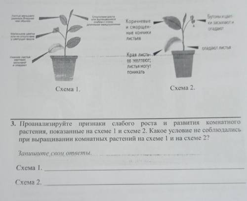 Проанализируйте признаки слабого роста и развития комнатного растения показанные на схеме 1 и 2