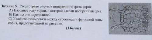 Задание 5. Рассмотрите рисунок поперечного среза корня. A) Назовите зону корня, в которой сделан поп