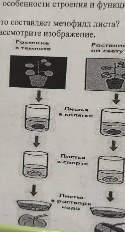 Что состовляет мезофилл листа?