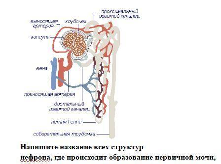 Напишите название структур нефрона, где происходит образование первичной мочи !