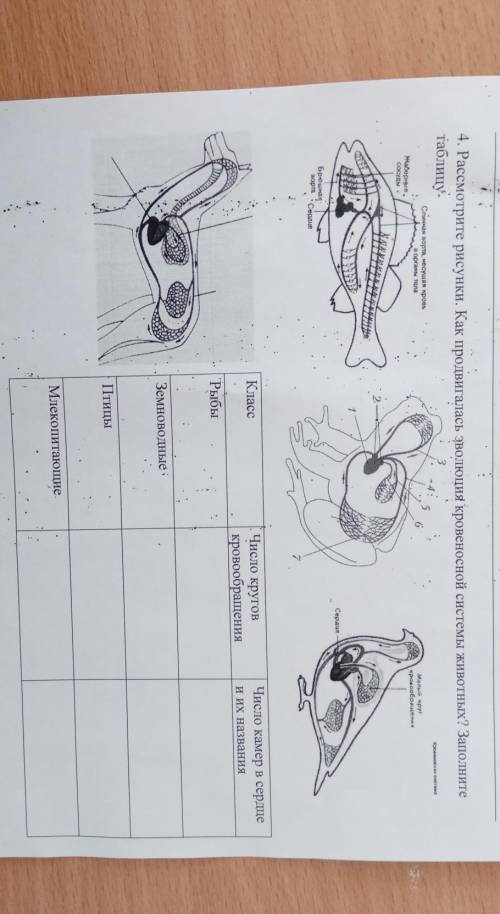 4. Рассмотрите рисунки. Как продвигалась эволюция кровеносной системы животных? Заполните таблицу. к