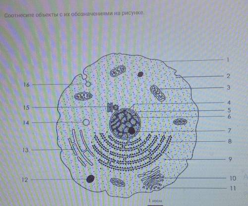 Соотнесите объекты с их обозначениями на рисунке. пиносома гладкая ЭПС лизосома цитоплазматическая м